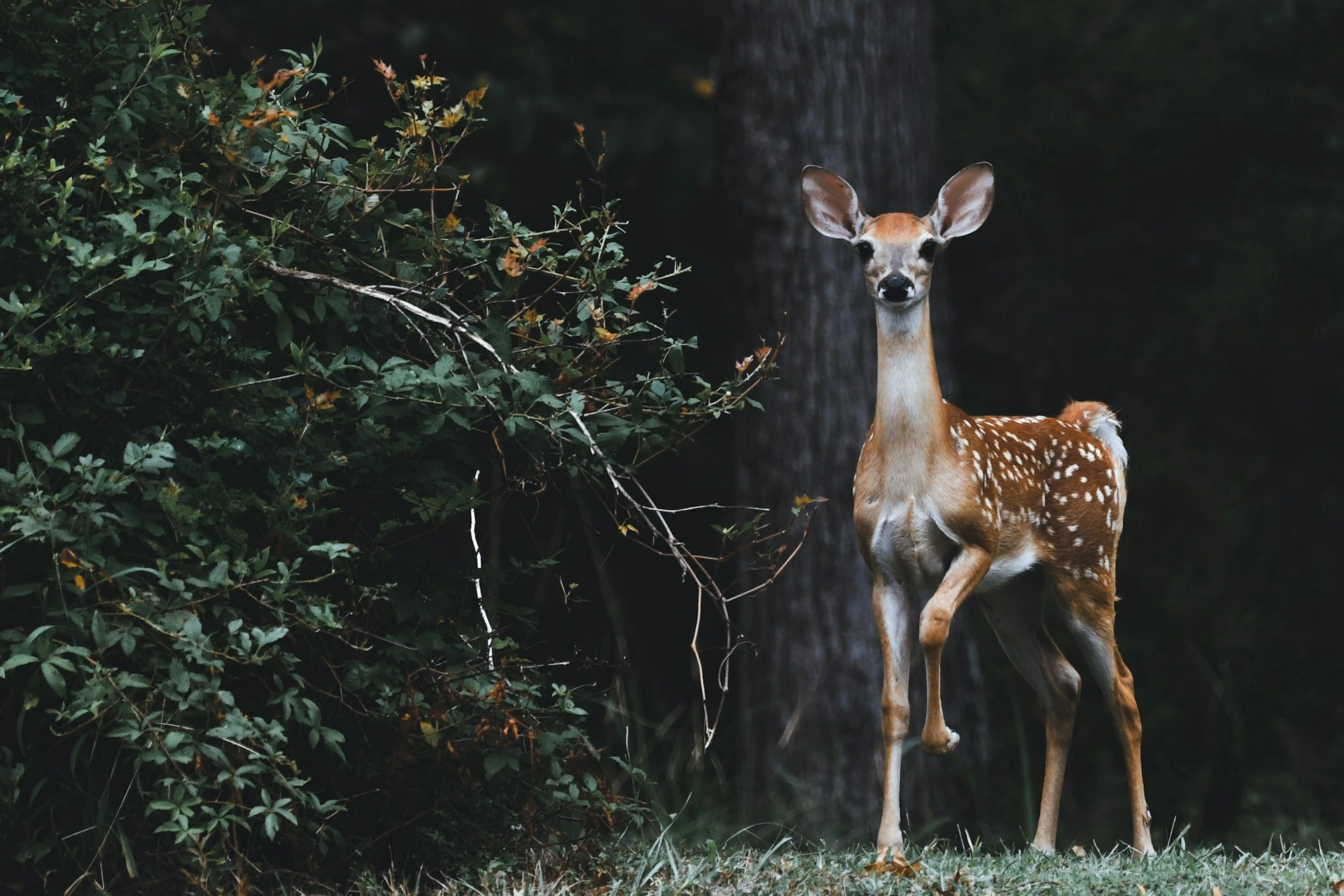 Google julkaisee SpeciesNetin, avoimen l&auml;hdekoodin teko&auml;lyn villiel&auml;inten tunnistamiseen